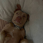 Princess joined the competition — help win amazing prizes! animal, bed, blanket, canine, collar, companion, cute, dog, domestic, expression, fluffy, fur, indoors, looking_up, lying_down, mammal, paw, pet, relaxed, resting