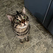Bruno is registered to the contest to win money with this photo: animal, brown, cabinet, cat, close_up, curious, domestic_cat, ears, feline, floor, gray, green_eyes, indoor, looking_up, pet, standing, striped, tabby_cat, tile_floor, whiskers
