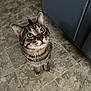 animal, brown, cabinet, cat, close_up, curious, domestic_cat, ears, feline, floor, gray, green_eyes, indoor, looking_up, pet, standing, striped, tabby_cat, tile_floor, whiskers