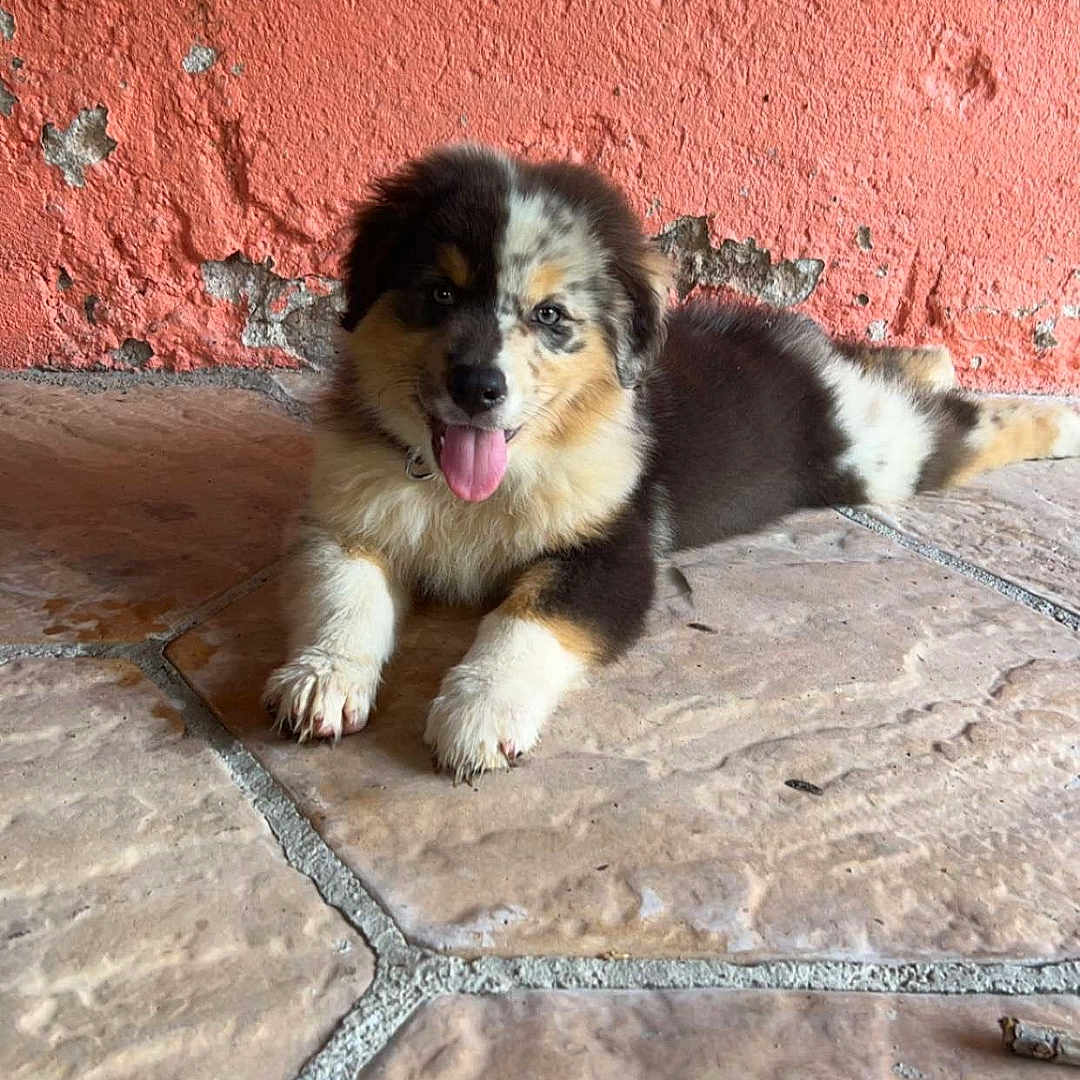 Vincy a rejoint le concours — aidez-le/la à gagner de superbes lots ! animal, architecture, ball, brick, building, canine, dog, flagstone, football, husky, path, pet, puppy, rock, slate, soccer, soccerball, soil, sport, walkway