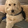 dog, lounge, couch, furry, pet, indoor, relaxed, curly_fur, cream_color, canine, companion, domestic_animal, resting, comfortable, household, animal, fluffy, cute, collar, fur