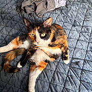 Mama is registered to the contest to win money with this photo: calico_cat, cat, pet, animal, bed, quilt, gray, clothing, pile, fur, yellow_eyes, relaxed, indoor, domestic, cute, whiskers, paw, tail, texture, pattern