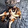calico_cat, cat, pet, animal, bed, quilt, gray, clothing, pile, fur, yellow_eyes, relaxed, indoor, domestic, cute, whiskers, paw, tail, texture, pattern