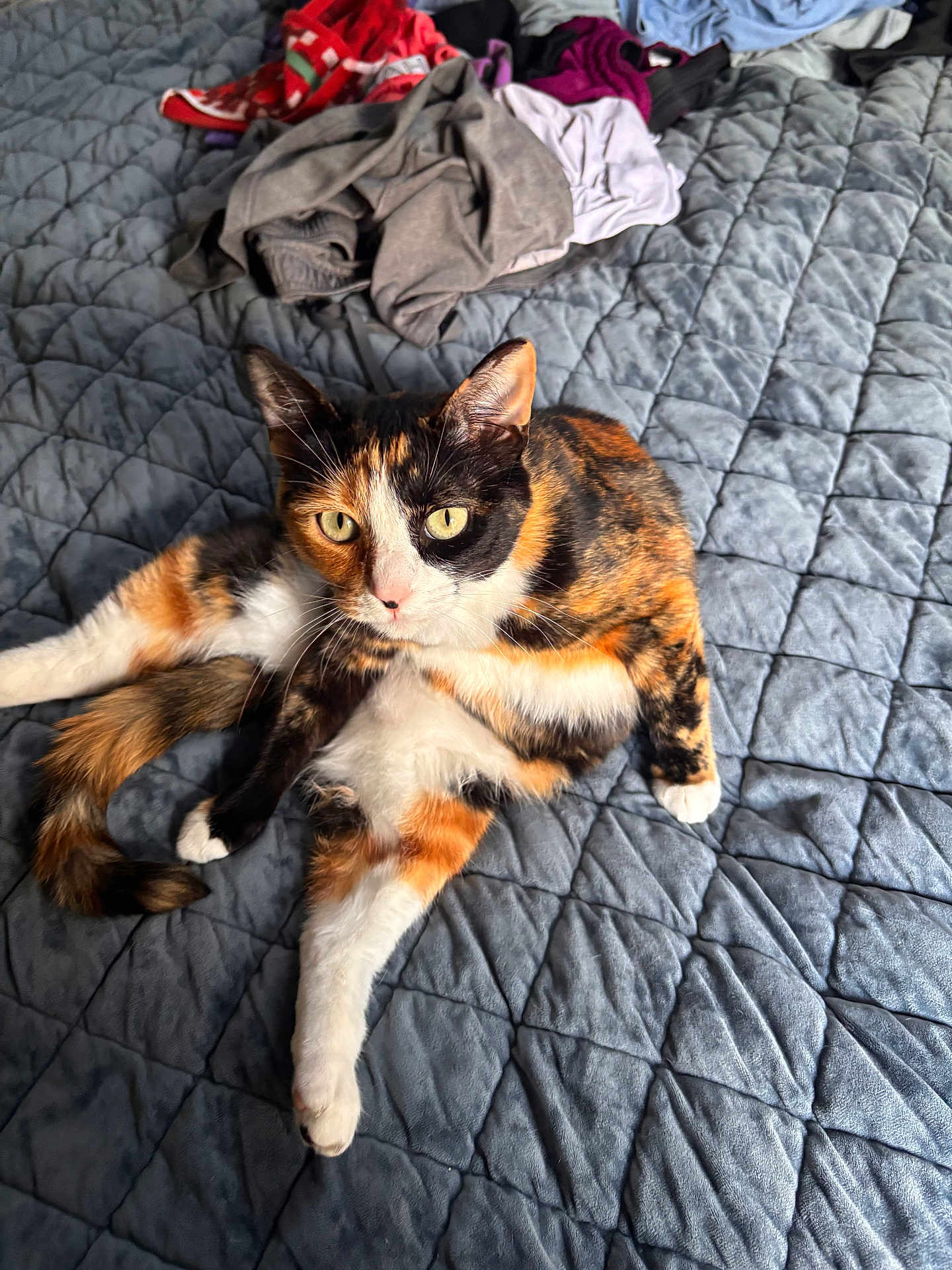 Mama is registered to the contest to win money with this photo: calico_cat, cat, pet, animal, bed, quilt, gray, clothing, pile, fur, yellow_eyes, relaxed, indoor, domestic, cute, whiskers, paw, tail, texture, pattern