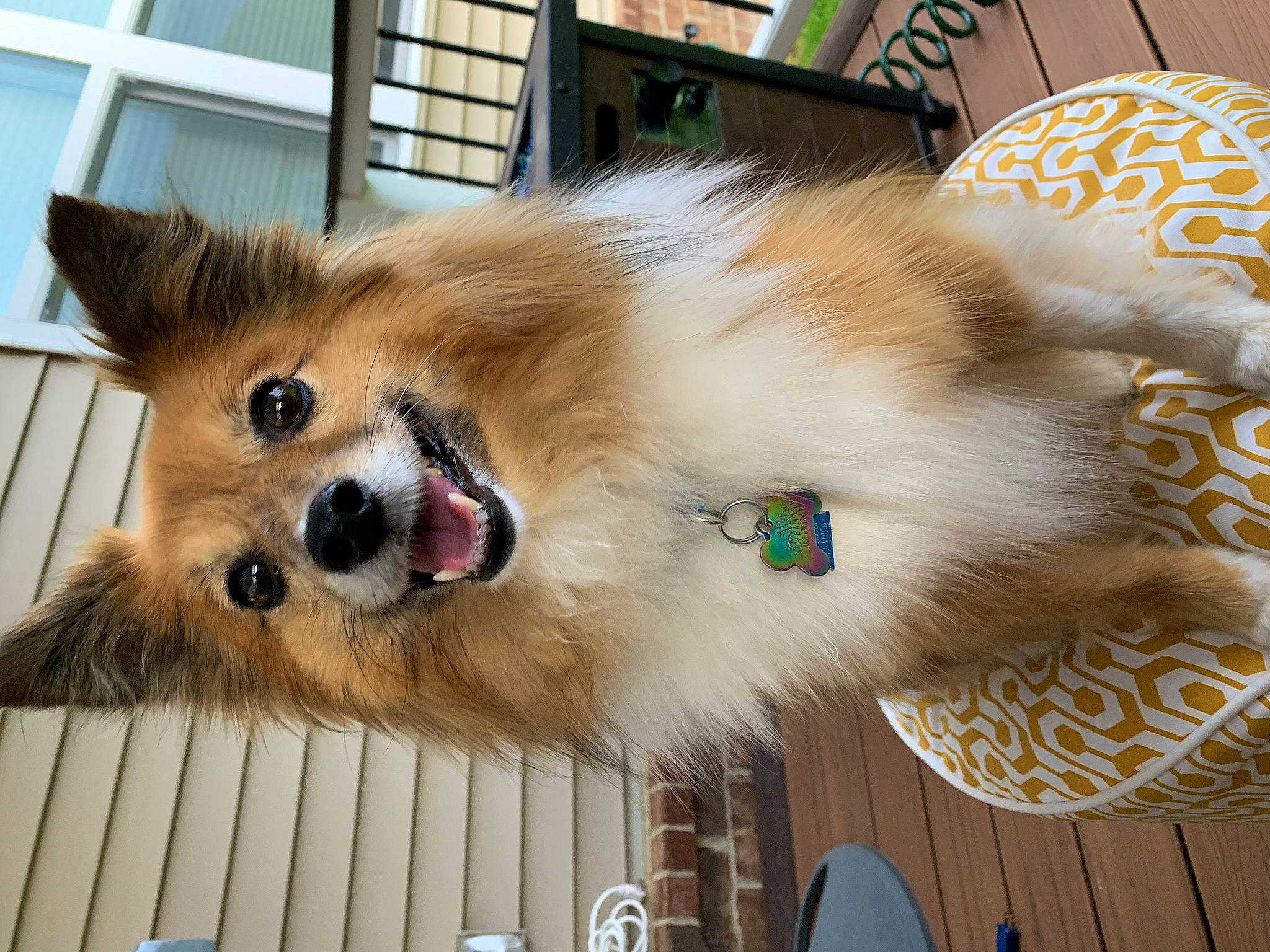 Sophie is registered to the contest to win money with this photo: canidae, carnivore, companion_dog, dog, dog_breed, fawn, fur, german_spitz, german_spitz_klein, german_spitz_mittel, iris, natural_material, non_sporting_group, pomeranian, snout, spitz, sporting_group, toy_dog, whiskers, working_animal