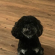 Tubby is registered to the contest to win money with this photo: dog, pet, indoor, wooden_floor, black_fur, gray_fur, cute, small_dog, sitting, looking_up, animal, companion, furry, portrait, domestic, flooring, canine, alert, friendly, adorable