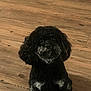 dog, pet, indoor, wooden_floor, black_fur, gray_fur, cute, small_dog, sitting, looking_up, animal, companion, furry, portrait, domestic, flooring, canine, alert, friendly, adorable