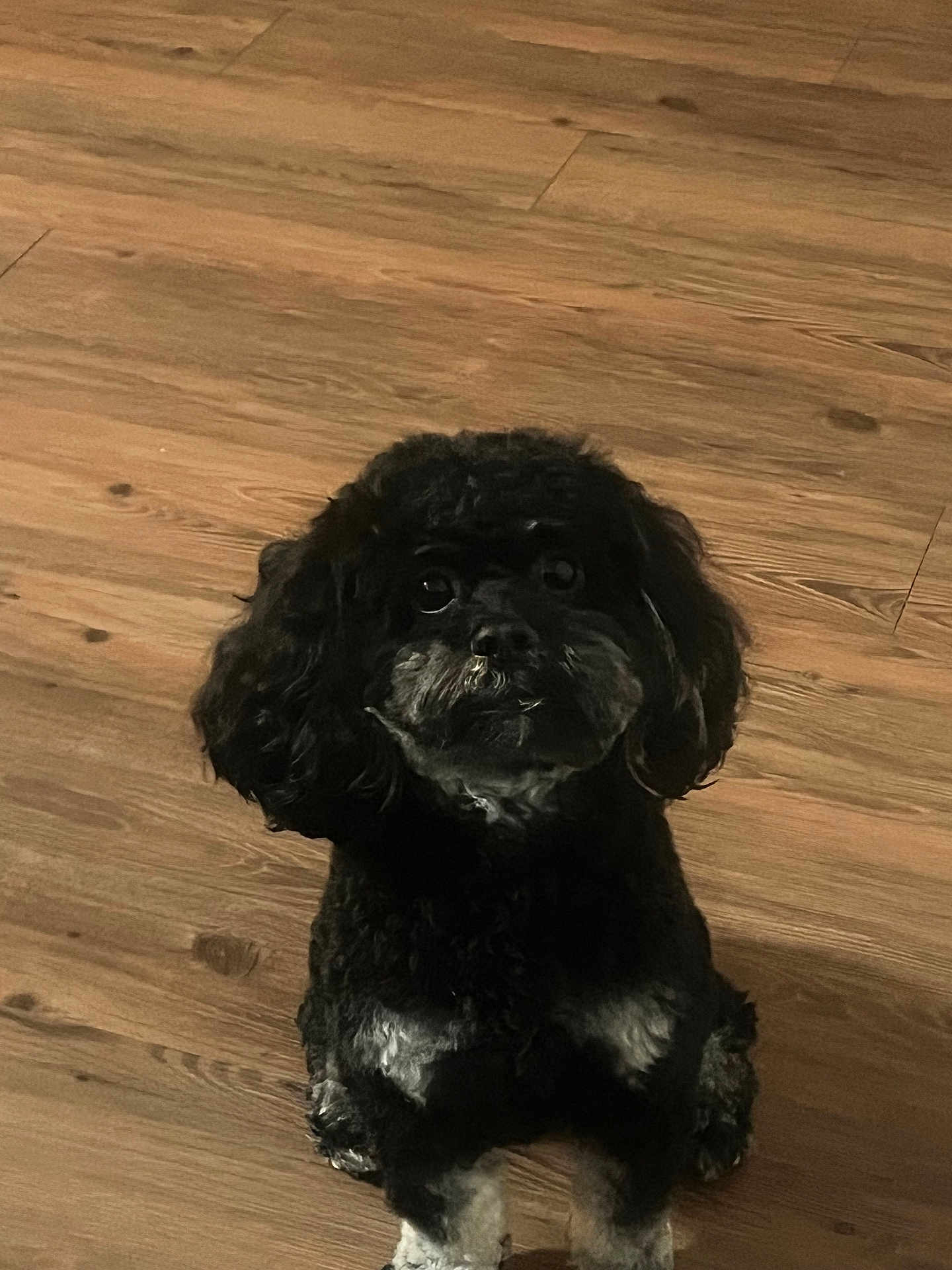 Tubby is registered to the contest to win money with this photo: dog, pet, indoor, wooden_floor, black_fur, gray_fur, cute, small_dog, sitting, looking_up, animal, companion, furry, portrait, domestic, flooring, canine, alert, friendly, adorable