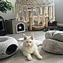 blue_eyes, cat, cat_bed, cat_tree, cozy, flooring, fluffy, hammock, indoor, long_hair, macrame, paws, pet, plant, plush_bed, portrait, relaxed, toy, white_cat, window_light