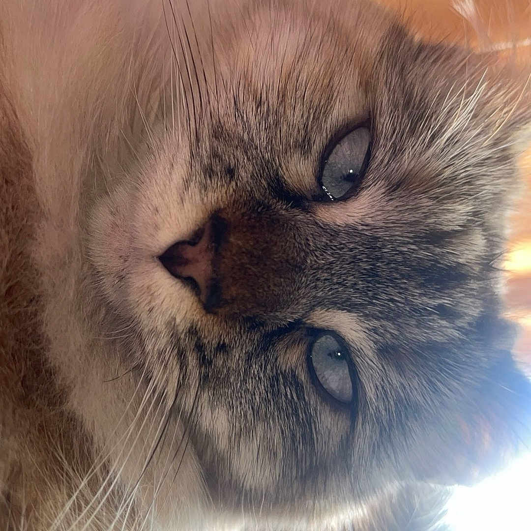 Zoey joined the competition — help win amazing prizes! abyssinian, angora, animal, bodypart, brasssection, cat, face, head, horn, kitten, manx, mouth, musicalinstrument, person, pet, photography, portrait, siamese, sleeping, snout