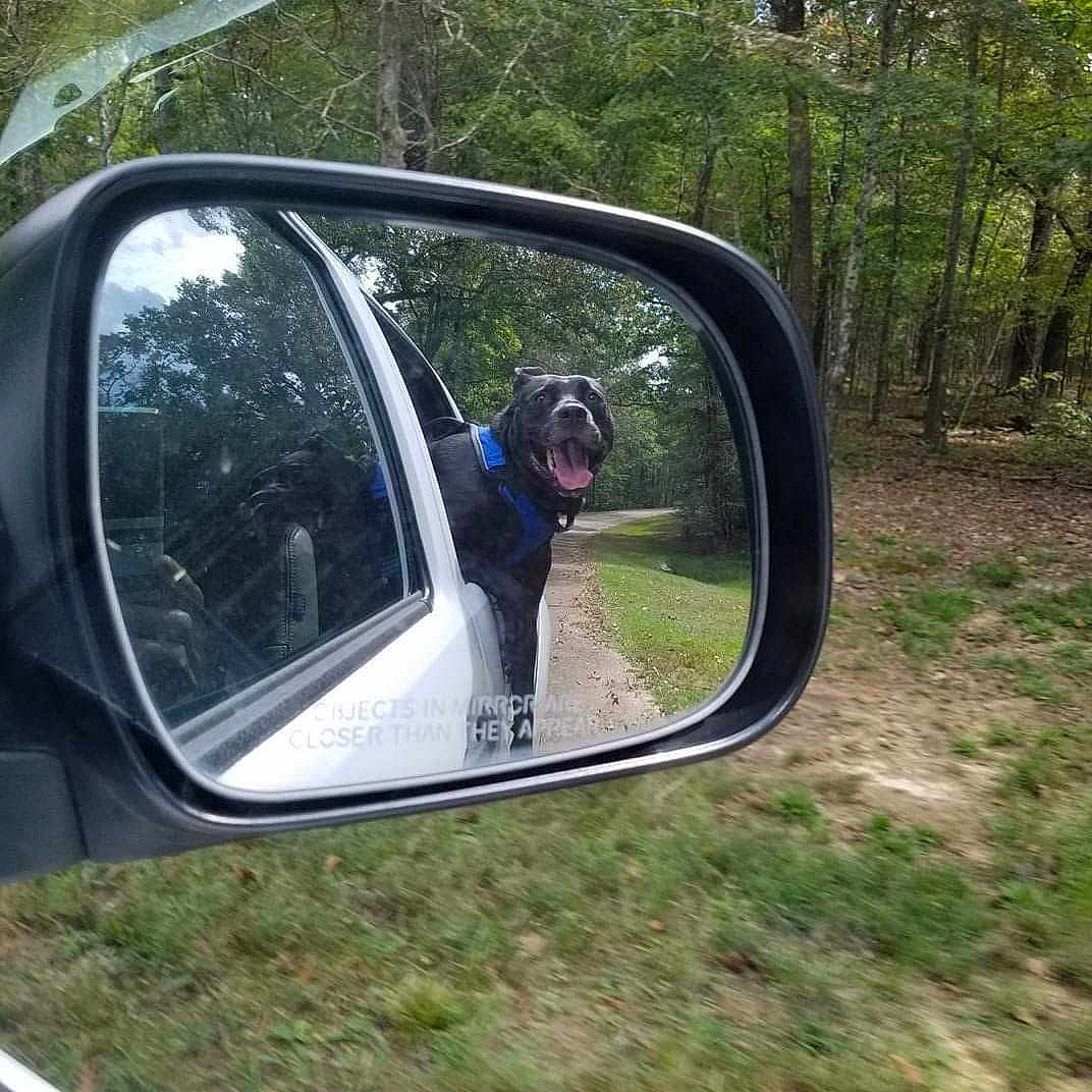 Bronco is registered to the contest to win money with this photo: auto_part, automotive_exterior, automotive_mirror, car, mirror, plant, rear_view_mirror, reflection, tree, vehicle