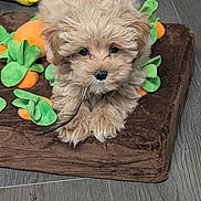 Jack joined the competition — help win amazing prizes! animal, brown, carrot, cushion, cute, dog, feather, floor, fluffy, fur, indoor, laying, paw, pet, plush, puppy, small, toy, wood_floor, young