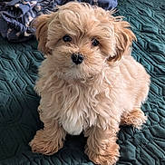 Jack joined the competition — help win amazing prizes! puppy, dog, fluffy, curly_hair, bed, quilt, blanket, cute, pet, animal, indoors, fur, small_dog, adorable, sitting, face, eyes, nose, cozy, home