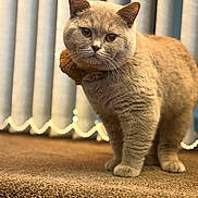 Atosa joined the competition — help win amazing prizes! cat, grey_cat, feline, pet, indoor, carpet, collar, whiskers, ears, paws, close_up, portrait, standing, bokeh, vertical_blinds, texture, cozy, soft_light, eyes, fur