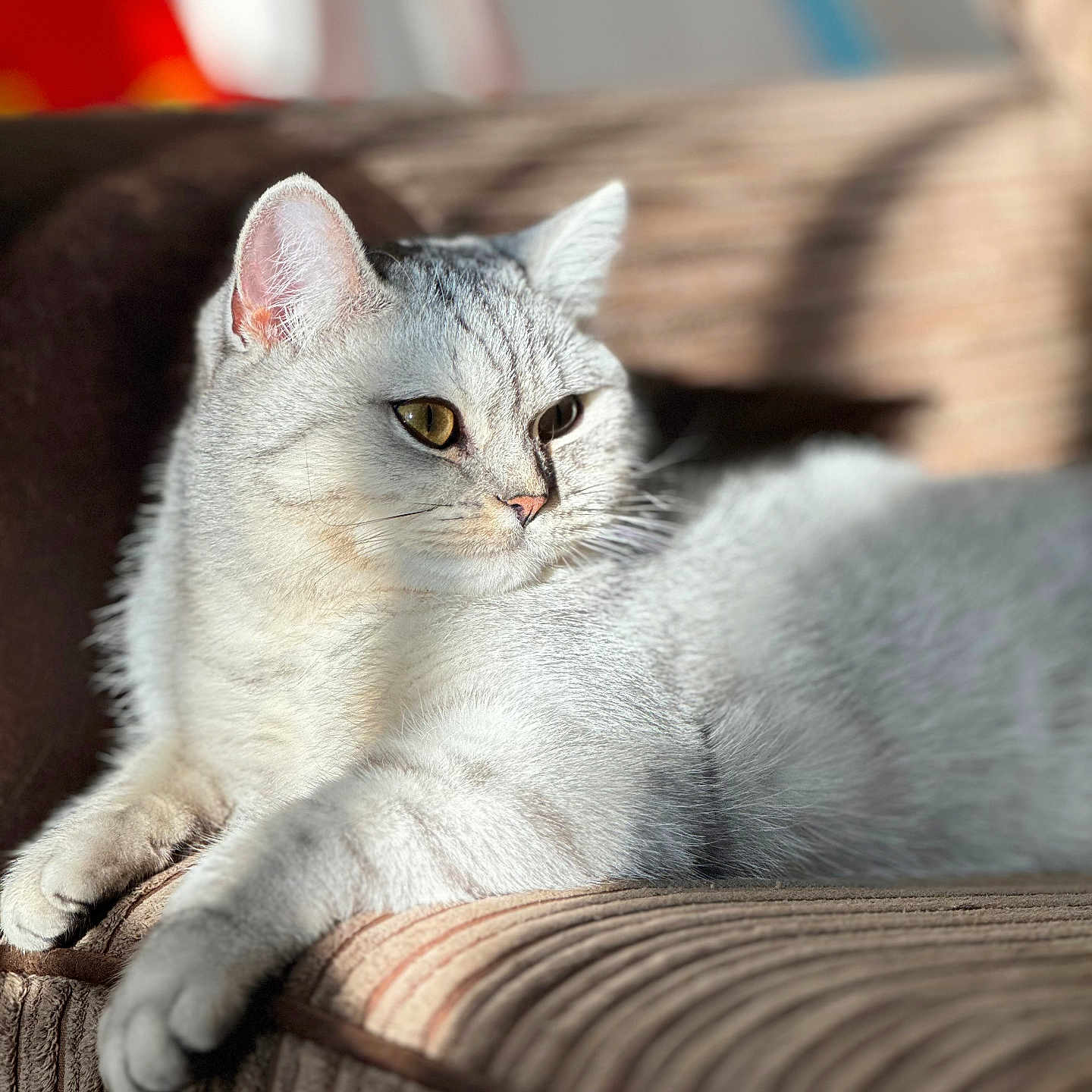 بيسو joined the competition — help win amazing prizes! animal, cat, closeup, corduroy, couch, cozy, domestic_animal, ears, feline, fur, indoor, paws, pet, portrait, relaxing, resting, sleepy, sunlight, whiskers, white_cat