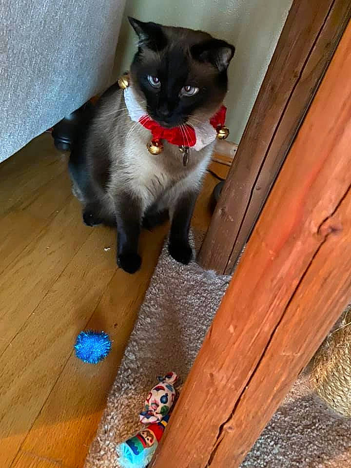 Miles Davis is registered to the contest to win money with this photo: carnivore, cat, collar, felidae, fur, hardwood, laminate_flooring, lumber, plank, plywood, siamese, small_to_medium_sized_cats, snout, thai, varnish, vertebrate, whiskers, wood, wood_flooring, wood_stain