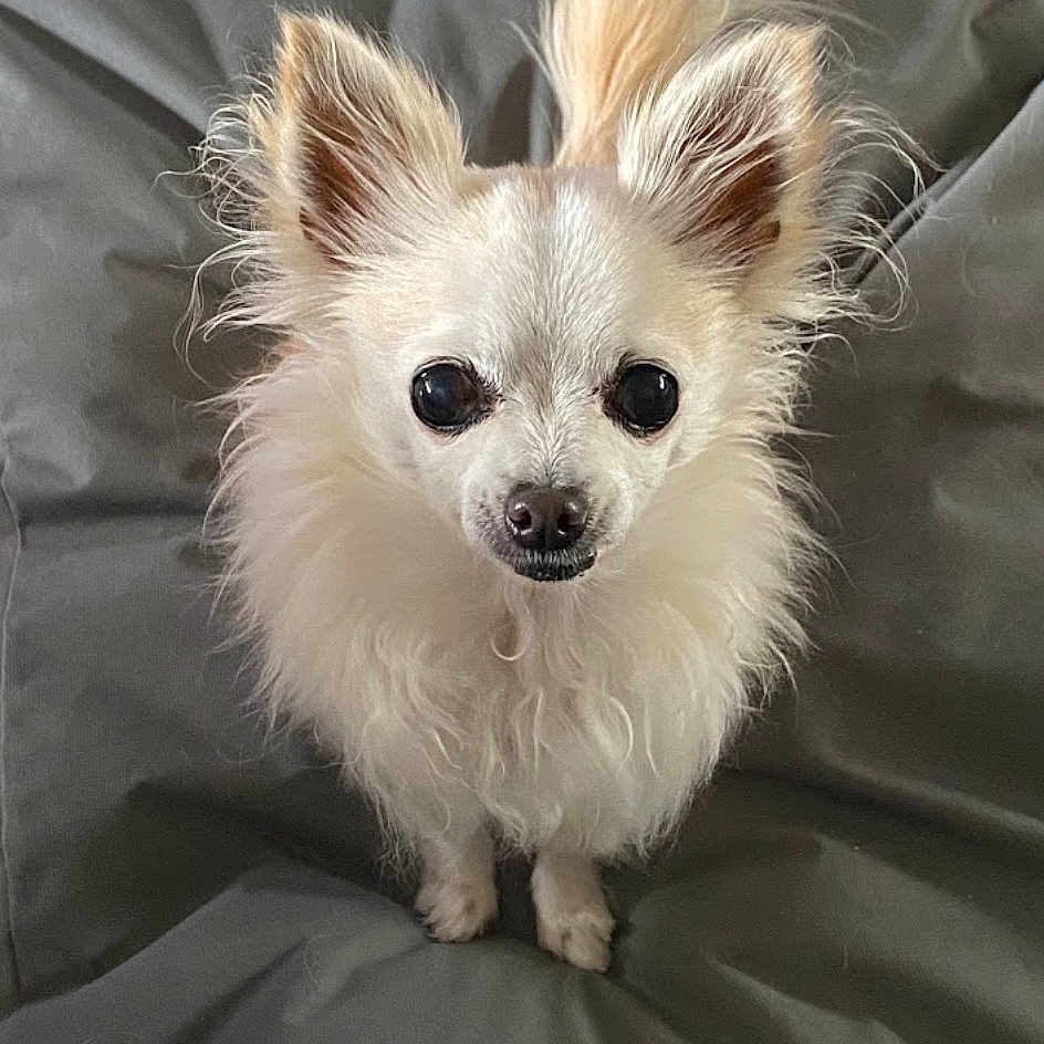 Pili a rejoint le concours — aidez-le/la à gagner de superbes lots ! dog, chihuahua, small_dog, white_dog, fluffy, pet, animal, cute, ears, eyes, nose, fur, standing, blanket, indoors, looking_up, face, companion, adorable, canine