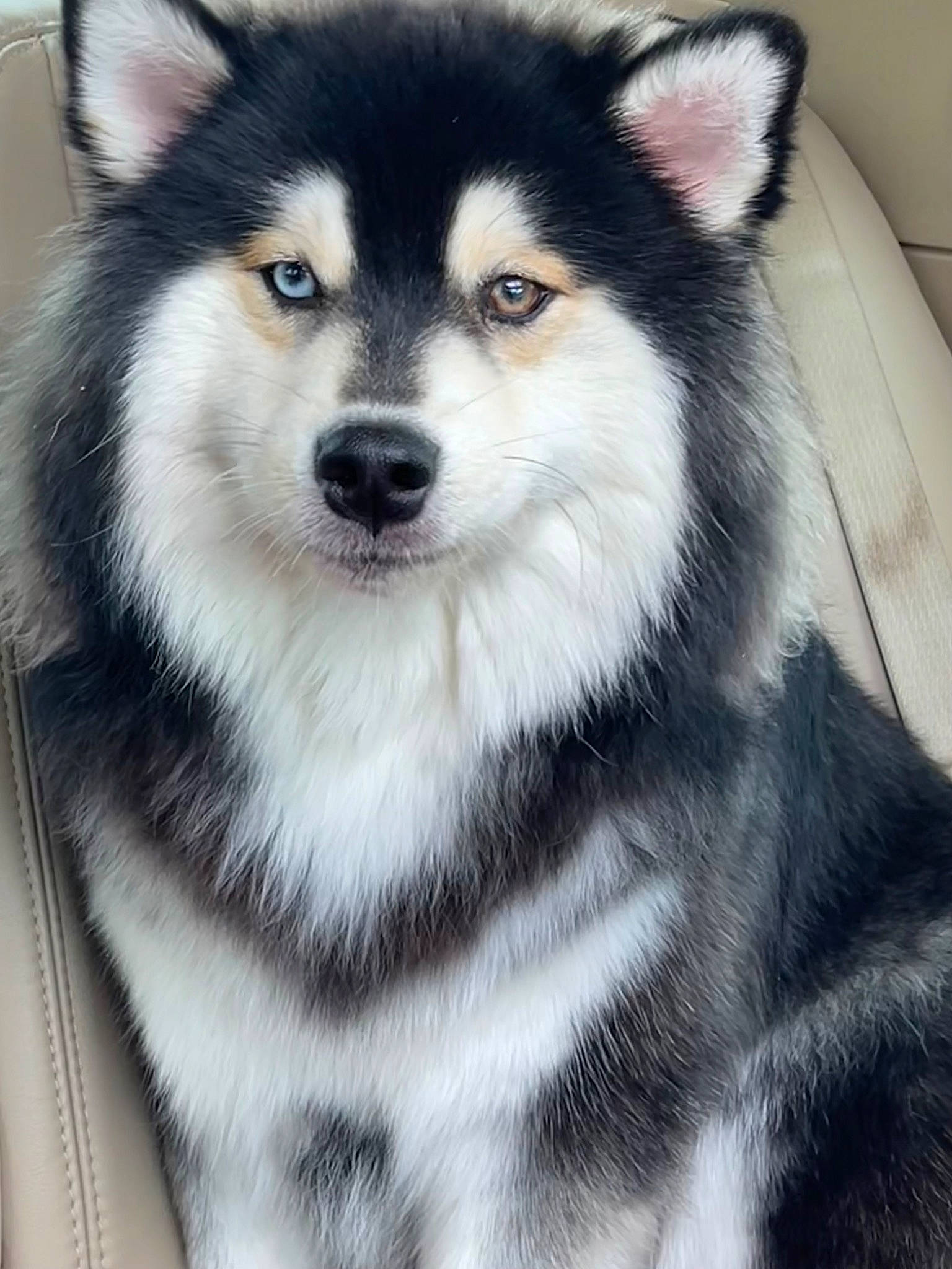 Harrison is registered to the contest to win money with this photo: ancient_dog_breeds, canidae, canis, carnivore, companion_dog, dog, dog_breed, eyelash, fur, monochrome, sled_dog, snout, sporting_group, sports_equipment, terrestrial_animal, whiskers, wildlife, wolf, working_animal, working_dog