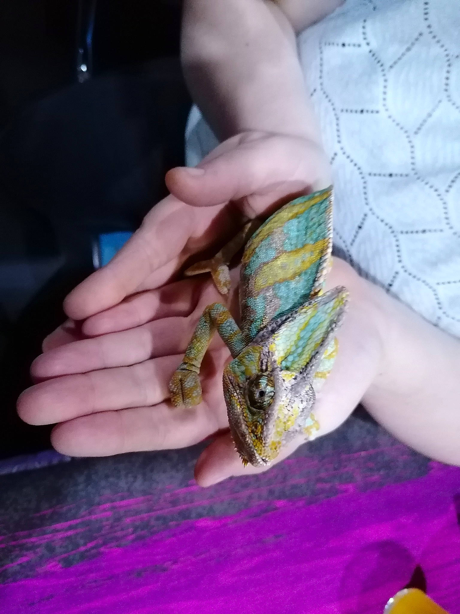 Rango participe au concours pour gagner de l'argent avec cette photo : amphibian, chameleon, emperor_moths, finger, frog, hand, nail, thumb, tree_frog