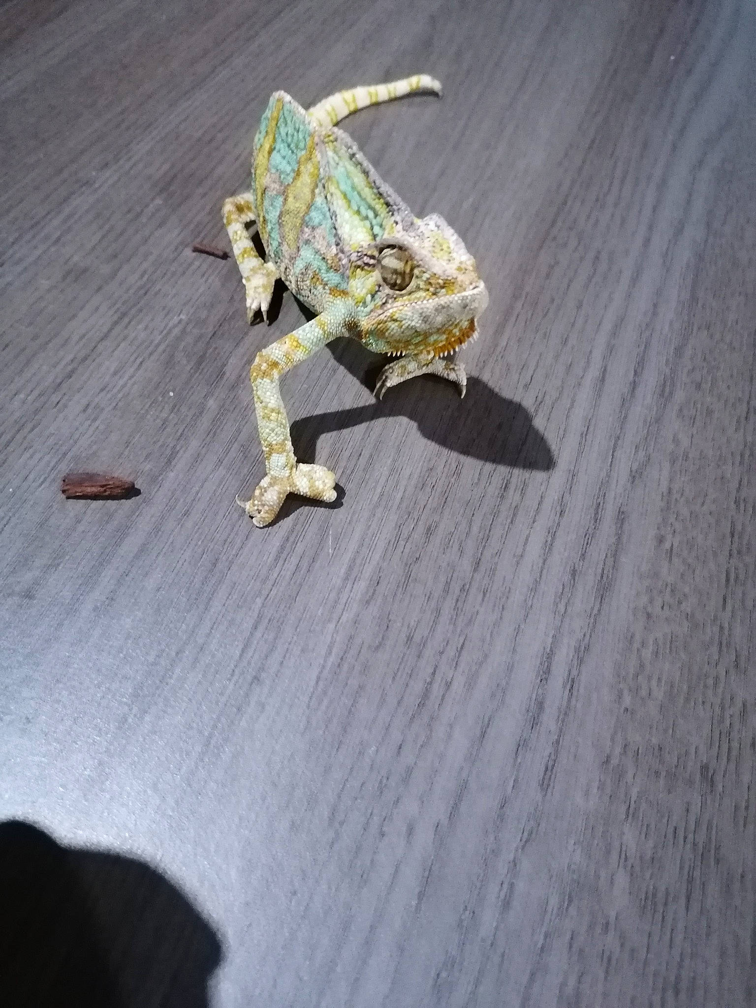 Rango a rejoint le concours — aidez-le/la à gagner de superbes lots ! art, arthropod, bug, cricket_like_insect, grasshopper, insect, invertebrate, locust, mantidae, mantis, organism, origami, pest