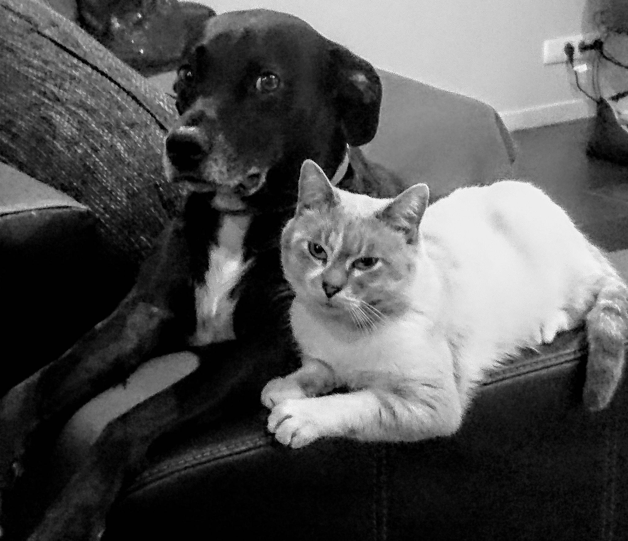 Tout Petit participe au concours pour gagner de l'argent avec cette photo : black, black_and_white, black_cat, canidae, carnivore, cat, companion_dog, dog, dog_breed, eye, felidae, kitten, mammal, monochrome_photography, puppy, small_to_medium_sized_cats, snout, sporting_group, vertebrate, whiskers