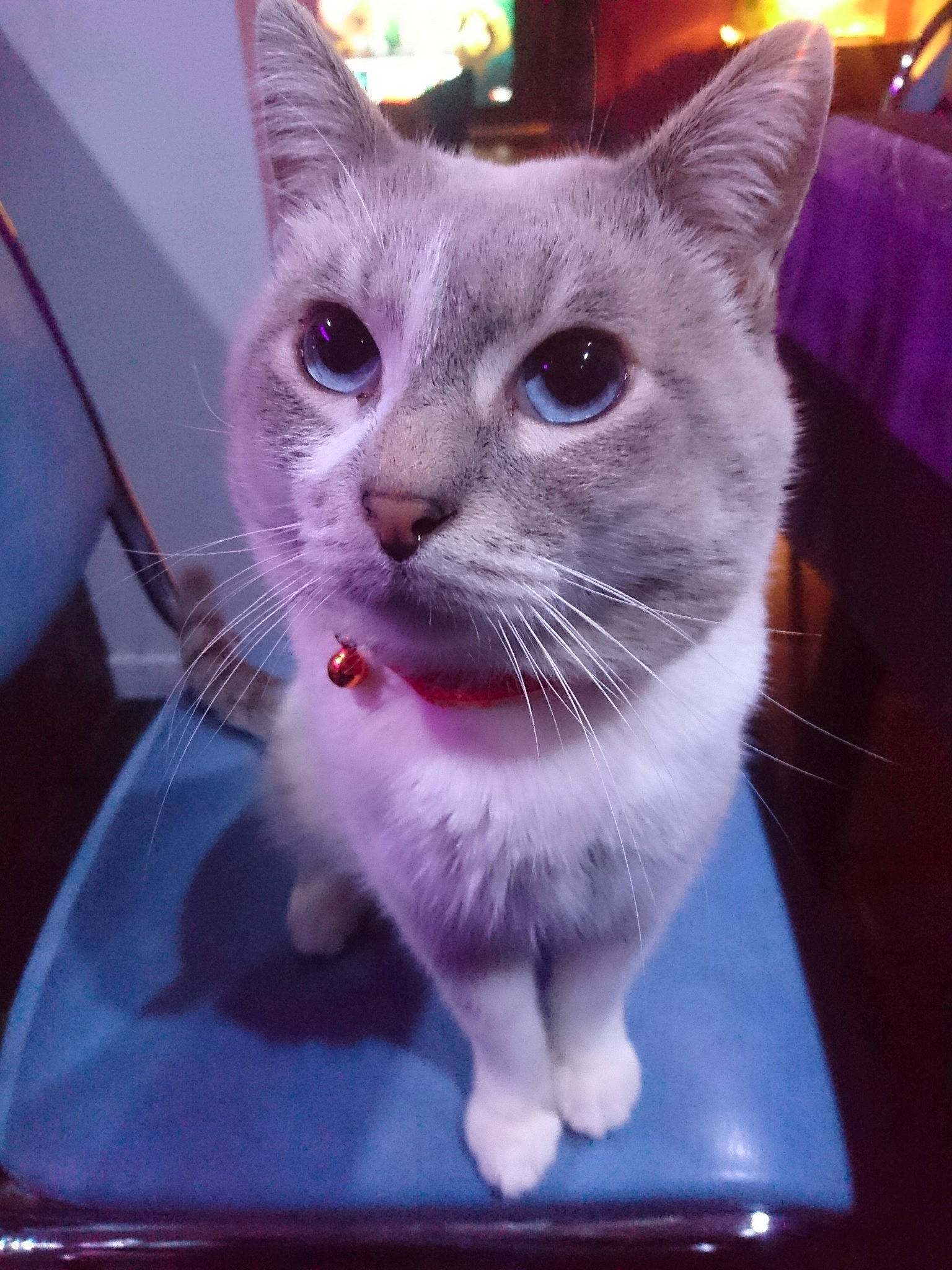 Tout Petit a rejoint le concours — aidez-le/la à gagner de superbes lots ! aegean_cat, american_wirehair, asian, carnivore, cat, domestic_short_haired_cat, felidae, kitten, mammal, small_to_medium_sized_cats, snout, whiskers