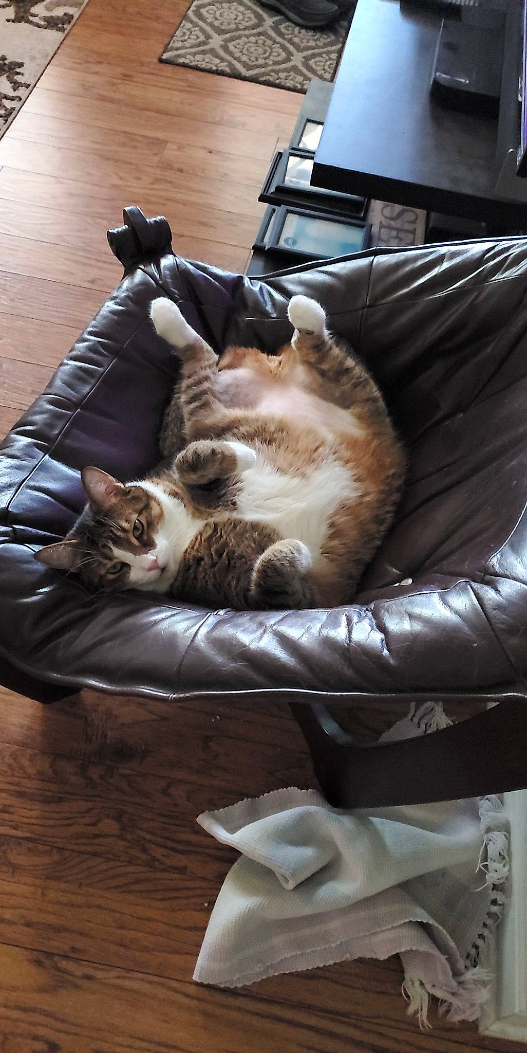 Sullivan joined the competition — help win amazing prizes! carnivore, cat, comfort, companion_dog, couch, domestic_short_haired_cat, felidae, flooring, fur, hardwood, laminate_flooring, linens, living_room, room, sitting, small_to_medium_sized_cats, tail, whiskers, wood, wood_flooring