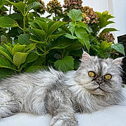 Nellie is registered to the contest to win money with this photo: cat, fluffy, grey_cat, yellow_eyes, relaxed, plant, green_leaves, outdoor, garden, feline, pet, fur, whiskers, nature, closeup, lying_down, domestic_animal, cute, animal, portrait