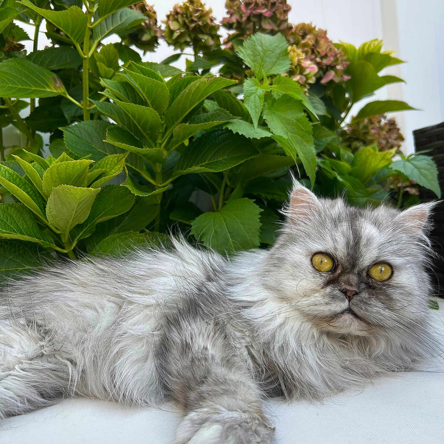 Nellie is registered to the contest to win money with this photo: animal, cat, closeup, cute, domestic_animal, feline, fluffy, fur, garden, green_leaves, grey_cat, lying_down, nature, outdoor, pet, plant, portrait, relaxed, whiskers, yellow_eyes