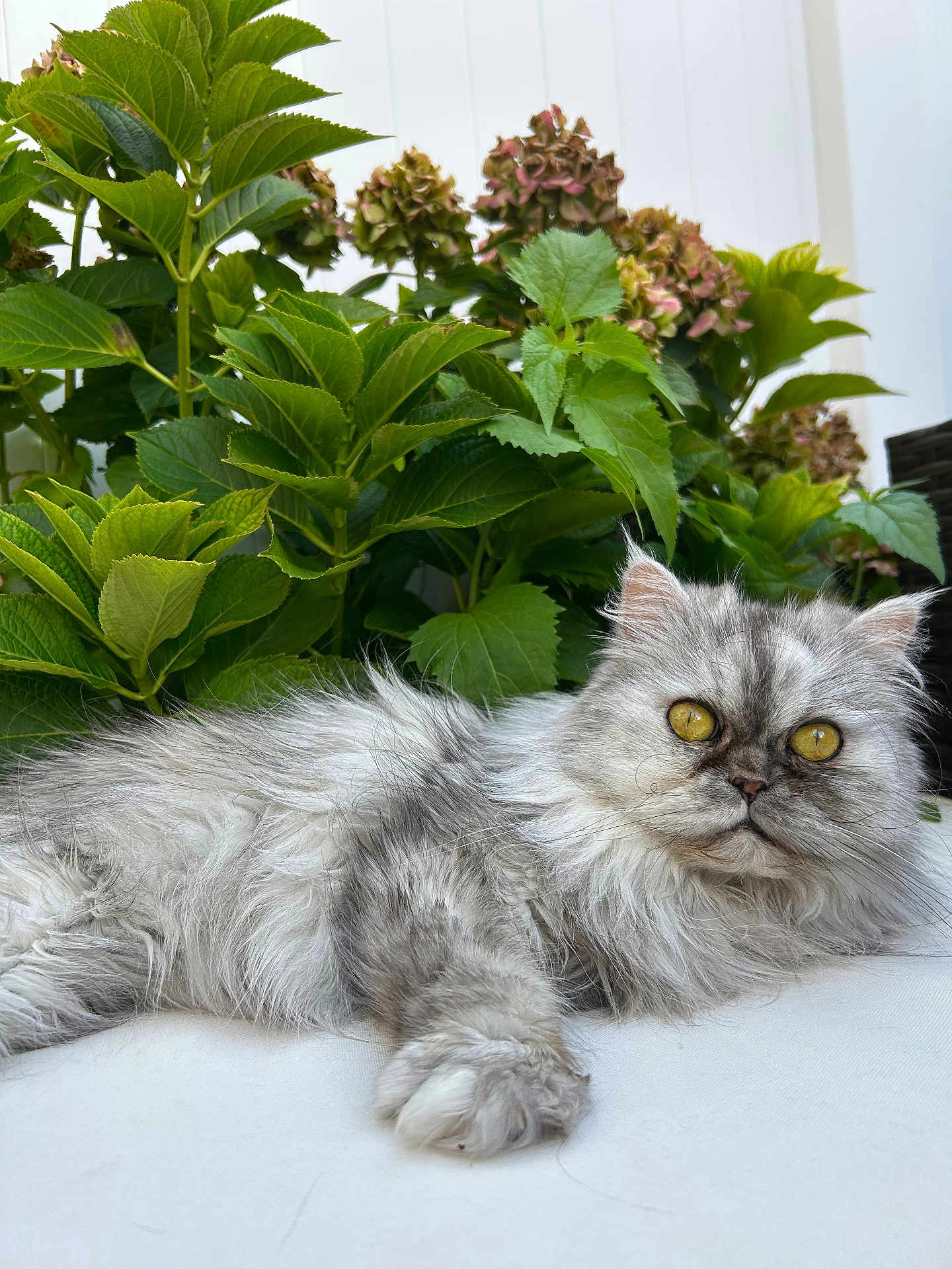 Nellie is registered to the contest to win money with this photo: cat, fluffy, grey_cat, yellow_eyes, relaxed, plant, green_leaves, outdoor, garden, feline, pet, fur, whiskers, nature, closeup, lying_down, domestic_animal, cute, animal, portrait