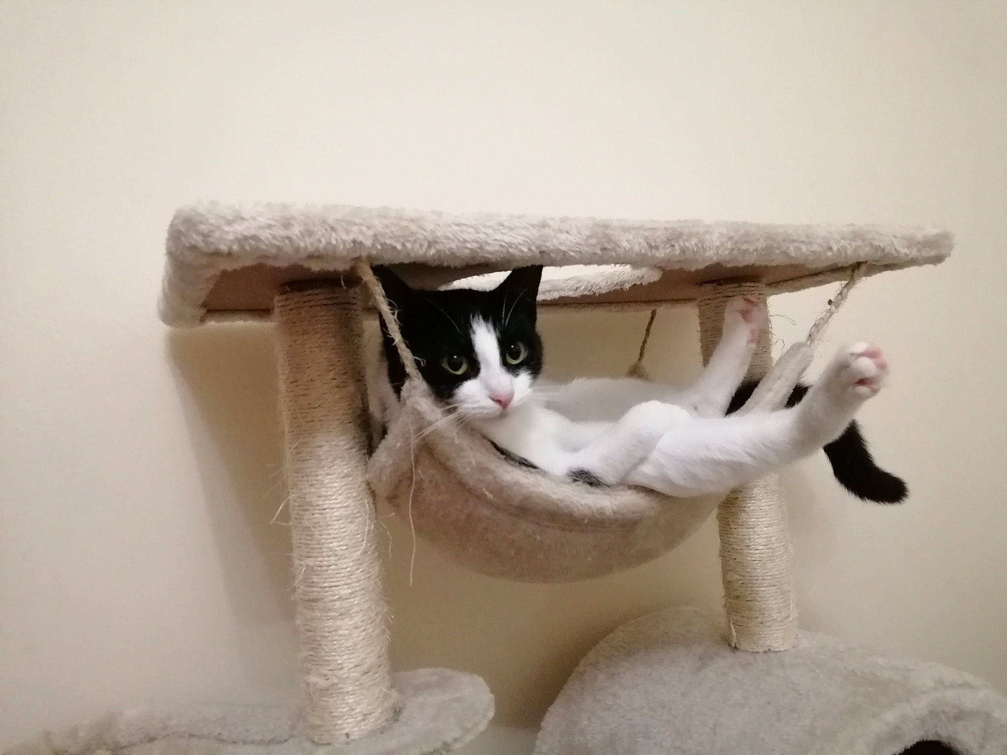 Sarah joined the competition — help win amazing prizes! aegean_cat, carnivore, cat, cat_bed, cat_furniture, cat_supply, domestic_short_haired_cat, felidae, kitten, small_to_medium_sized_cats, table, tail, whiskers, white