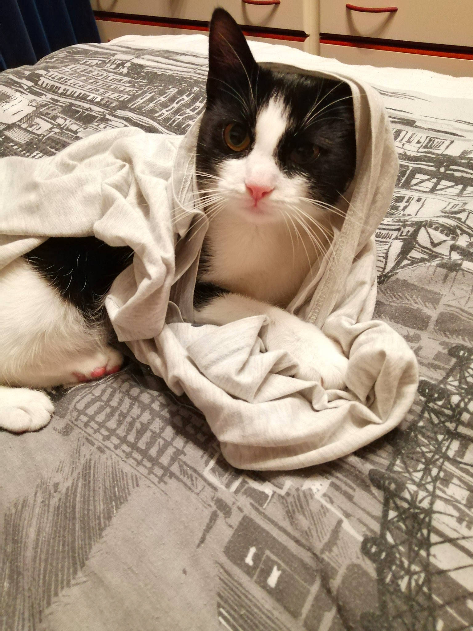 Sarah is registered to the contest to win money with this photo: aegean_cat, asian, carnivore, cat, comfort, domestic_short_haired_cat, ear, european_shorthair, felidae, fur, kitten, leg, nap, norwegian_forest_cat, sleep, small_to_medium_sized_cats, turkish_van, whiskers