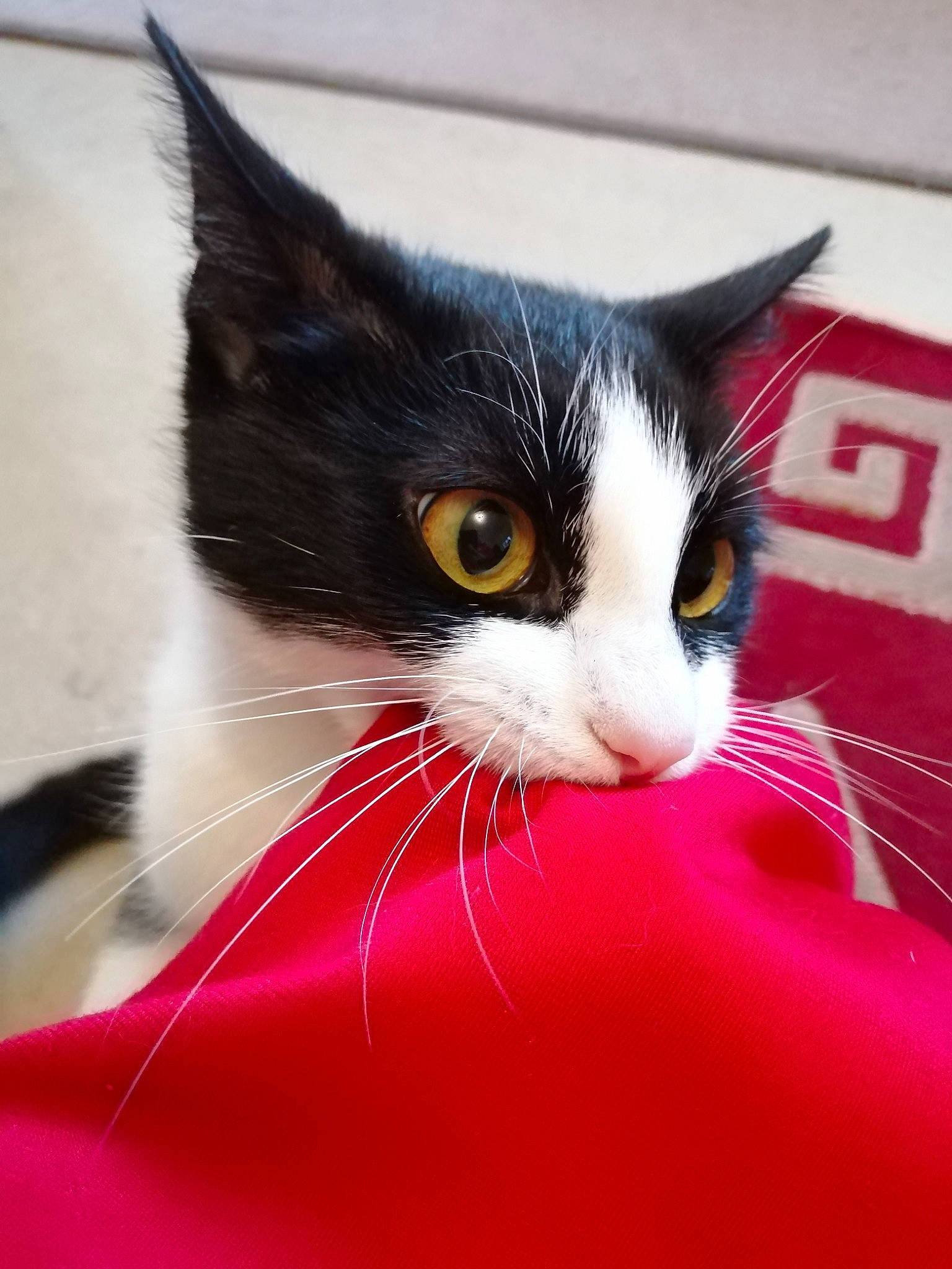 Sarah joined the competition — help win amazing prizes! aegean_cat, american_wirehair, carnivore, cat, domestic_short_haired_cat, felidae, fur, japanese_bobtail, kitten, mammal, small_to_medium_sized_cats, snout, whiskers