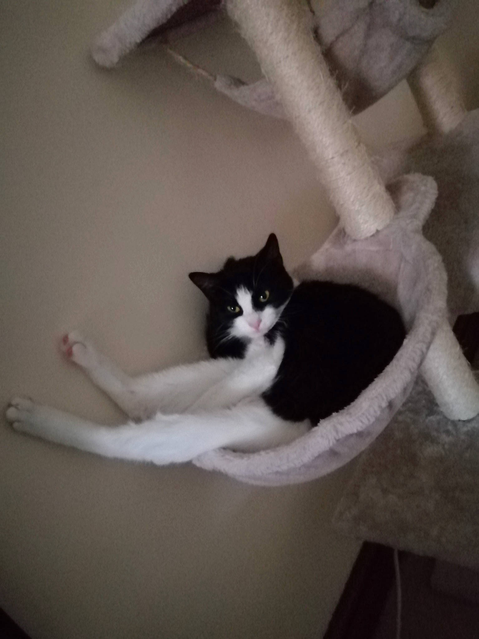 Sarah joined the competition — help win amazing prizes! aegean_cat, black_and_white, black_cat, carnivore, cat, domestic_short_haired_cat, european_shorthair, felidae, fur, kitten, leg, polydactyl_cat, small_to_medium_sized_cats, tail, turkish_van, whiskers