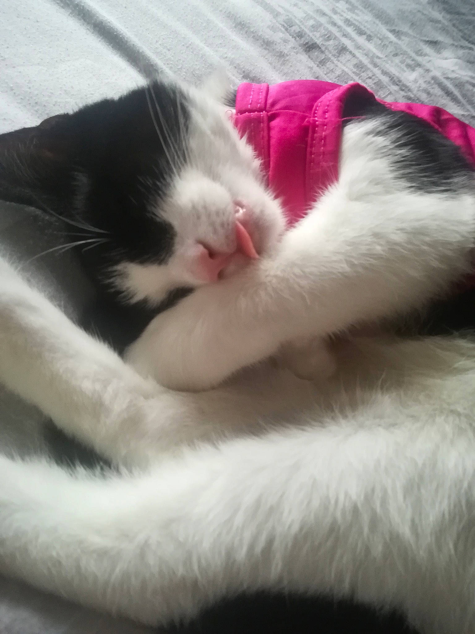 Sarah is registered to the contest to win money with this photo: carnivore, cat, felidae, fur, kitten, nap, norwegian_forest_cat, paw, polydactyl_cat, sleep, small_to_medium_sized_cats, tail, turkish_van, whiskers