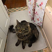 Stella is registered to the contest to win money with this photo: cat, tabby, bathroom, bath_mat, floral_curtain, floor_tiles, curious, pet, indoor, feline, yellow_eyes, fur, whiskers, domestic_animal, home, cozy, looking_up, sitting, curled_tail, quiet