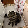 cat, tabby, bathroom, bath_mat, floral_curtain, floor_tiles, curious, pet, indoor, feline, yellow_eyes, fur, whiskers, domestic_animal, home, cozy, looking_up, sitting, curled_tail, quiet