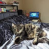Stella joined the competition — help win amazing prizes! cat, tabby_cat, bed, blanket, indoor, laptop, furniture, books, container, painting, wall, sunlight, fluffy, resting, cozy, window_light, animal, pet, living_space, decor