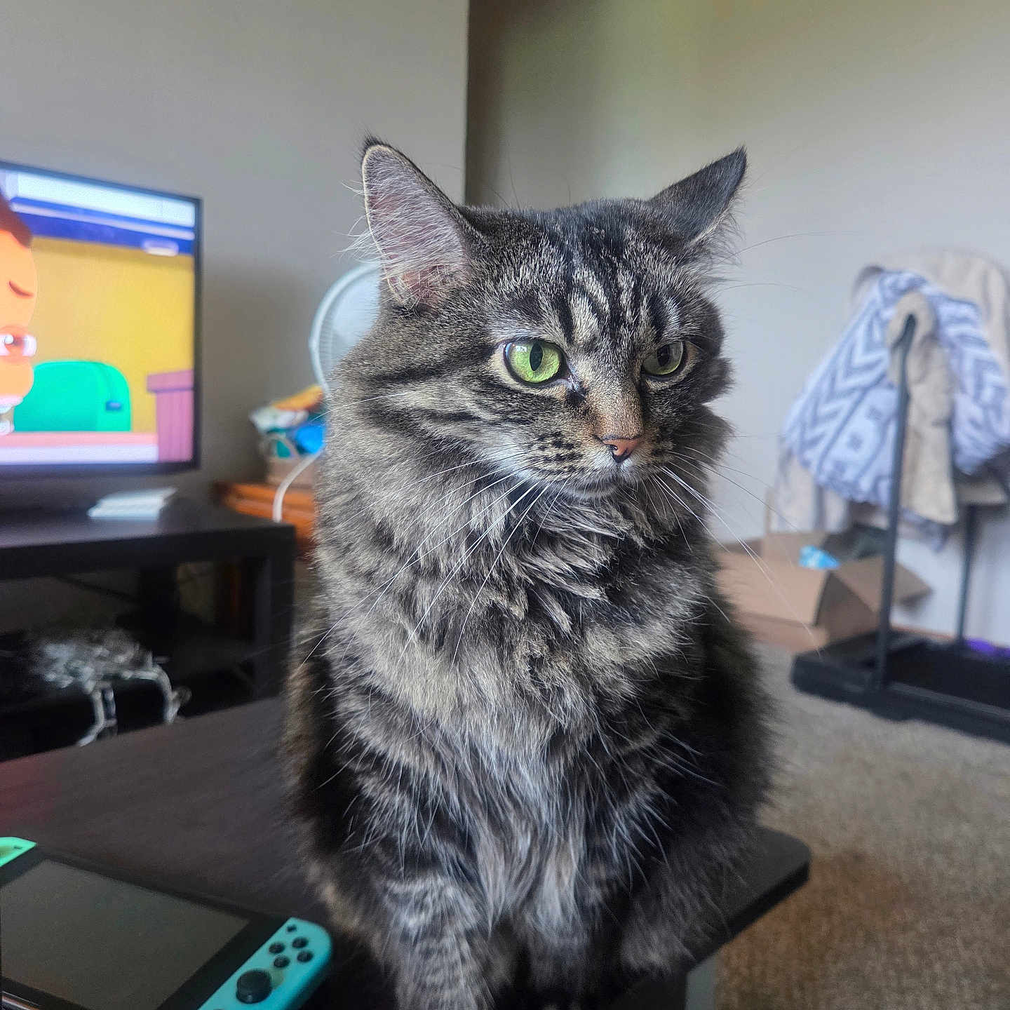 Stella