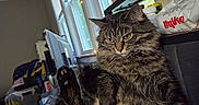 Stella is registered to the contest to win money with this photo: cat, tabby, fluffy, pet, indoor, window, blinds, lights, bed, relaxed, fur, animal, paw, clutter, cushion, fabric, domestic, feline, household, casual