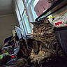 cat, tabby, fluffy, pet, indoor, window, blinds, lights, bed, relaxed, fur, animal, paw, clutter, cushion, fabric, domestic, feline, household, casual