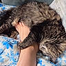 Stella is registered to the contest to win money with this photo: cat, tabby, pet, sleeping, foot, human, cozy, blanket, blue, white, fur, paw, relaxing, indoor, cute, animal, comfort, resting, snuggling, sunlight