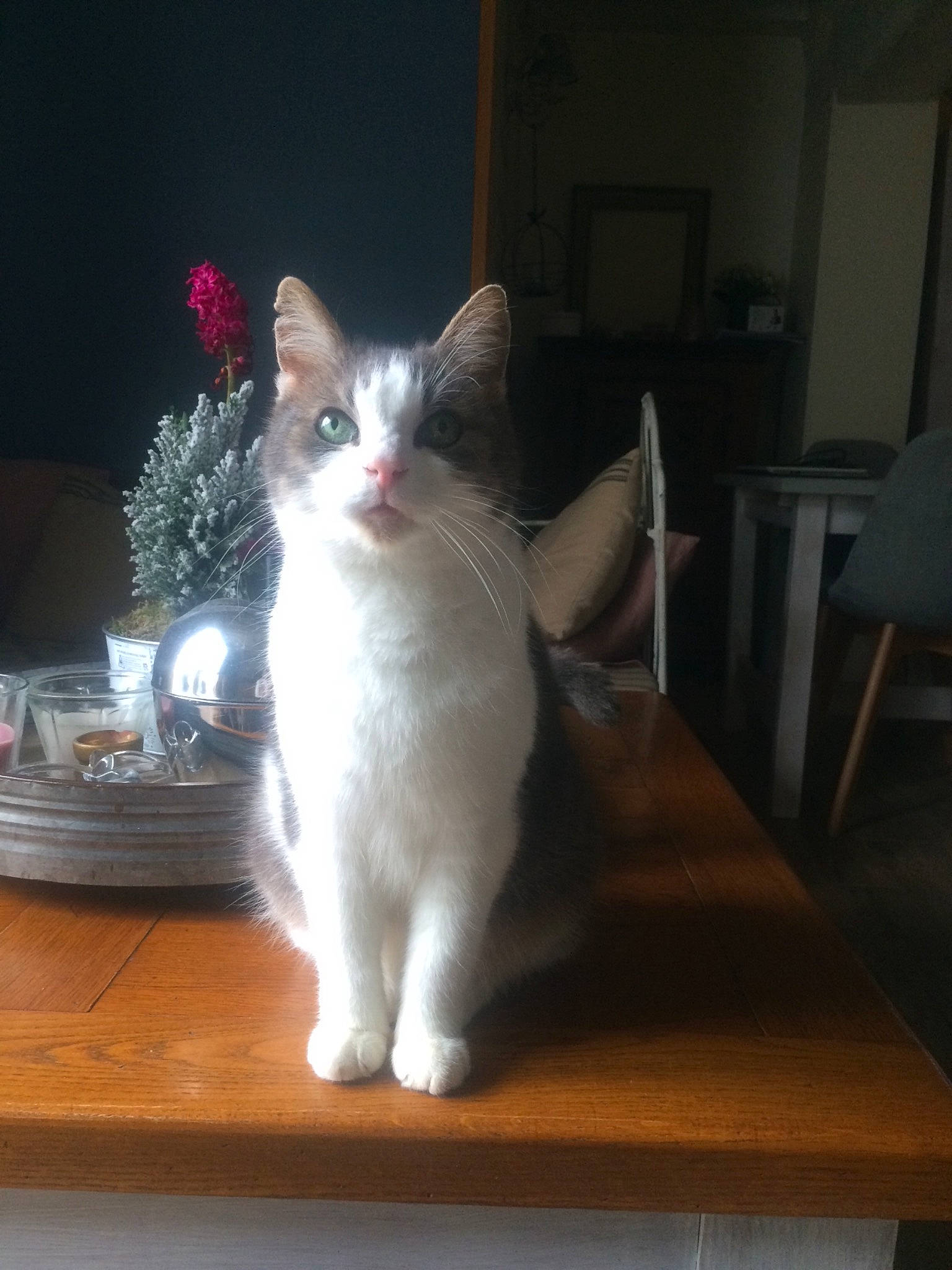 Callie participe au concours pour gagner de l'argent avec cette photo : aegean_cat, american_curl, american_wirehair, asian, carnivore, cat, domestic_long_haired_cat, domestic_short_haired_cat, felidae, fur, kitten, mammal, norwegian_forest_cat, polydactyl_cat, ragamuffin, small_to_medium_sized_cats, tail, turkish_angora, turkish_van, whiskers