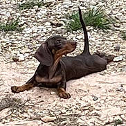 Tootsie is registered to the contest to win money with this photo: dog, dachshund, black_and_tan, short_haired, lying_down, outdoor, rocks, gravel, ground, tail_up, floppy_ears, long_body, short_legs, brown markings, relaxed, stretching, pet, animal, natural_background, photograph