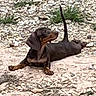 dog, dachshund, black_and_tan, short_haired, lying_down, outdoor, rocks, gravel, ground, tail_up, floppy_ears, long_body, short_legs, brown markings, relaxed, stretching, pet, animal, natural_background, photograph