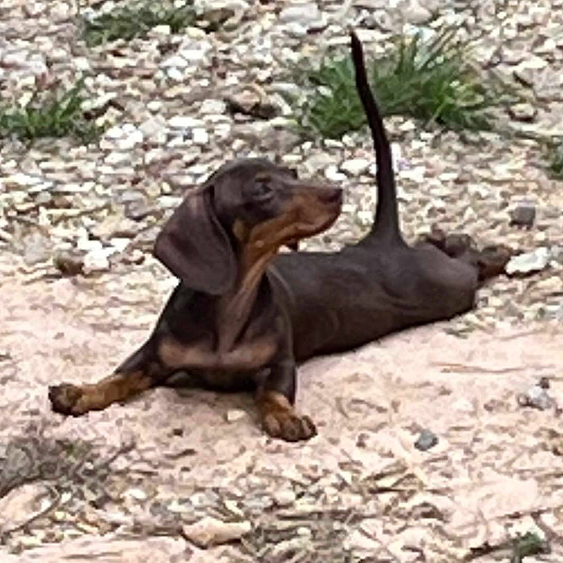 Tootsie is registered to the contest to win money with this photo: dog, dachshund, black_and_tan, short_haired, lying_down, outdoor, rocks, gravel, ground, tail_up, floppy_ears, long_body, short_legs, brown markings, relaxed, stretching, pet, animal, natural_background, photograph