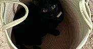 Lexi is registered to the contest to win money with this photo: animal, basket, beige_rug, black_cat, cat, cozy, curious, cute, domestic_animal, furniture, home, indoor, looking_up, pet, red_fabric, resting, soft_texture, textured_rug, woven_basket, yellow_eyes