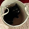 Lexi is registered to the contest to win money with this photo: cat, black_cat, basket, woven_basket, yellow_eyes, indoor, pet, animal, curious, looking_up, cozy, furniture, textured_rug, beige_rug, red_fabric, soft_texture, home, cute, domestic_animal, resting