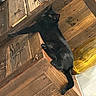 black_cat, cat, wooden_cabinet, wood_texture, indoor, furniture, pet, relaxed, animal, sleeping, paw, tail, home, resting, cozy, domestic_cat, mammal, feline, wood_grain, cabinet_drawers