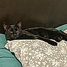 Lexi joined the competition — help win amazing prizes! cat, black_cat, pet, animal, feline, pillow, floral_pattern, cushion, resting, indoor, relaxed, fur, whiskers, ears, eyes, portrait, bedroom, cozy, laying_down, home
